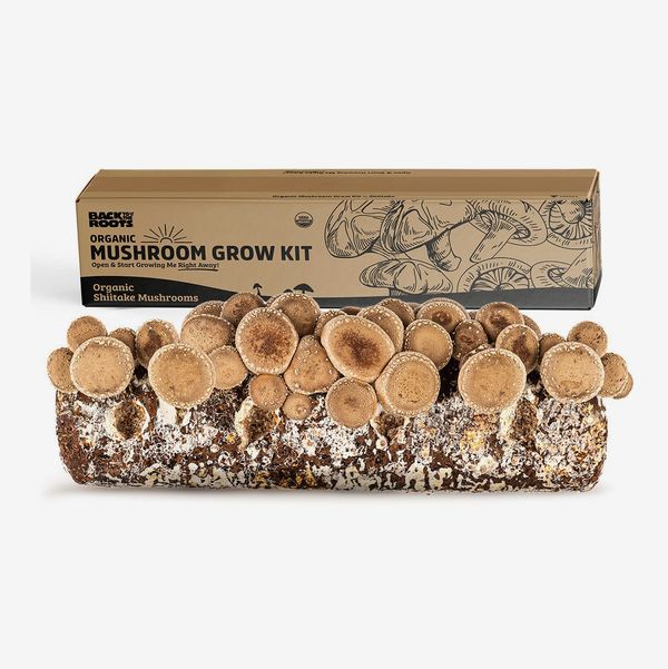Back to the Roots Organic Shiitake Mushroom Kit