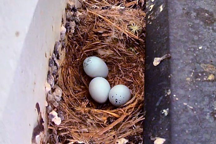 How the Family of Birds in My Yard Became Internet Stars