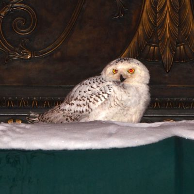 A snowy owl sits on the awning of an office building in downtown Washington, DC January 22, 2014 as the US capital reopened for business on Wednesday amid below average temperatures. Snowy Owls, reportedly found in the northern circumpolar region, are a rare sighting in the metro area.