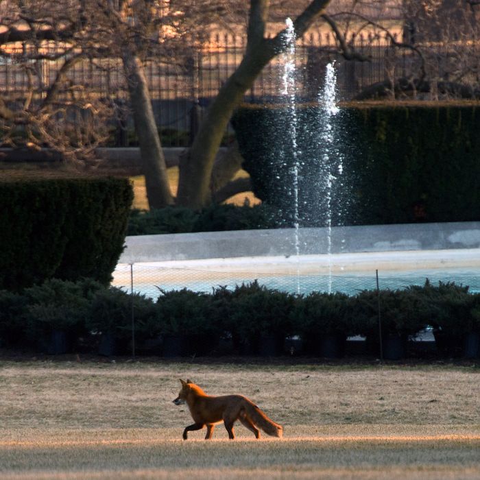 A fox runs across the South Lawn of the White House in Washington on February 7, 2014 prior to the return of US President Barack Obama from Lansing, Michigan. 