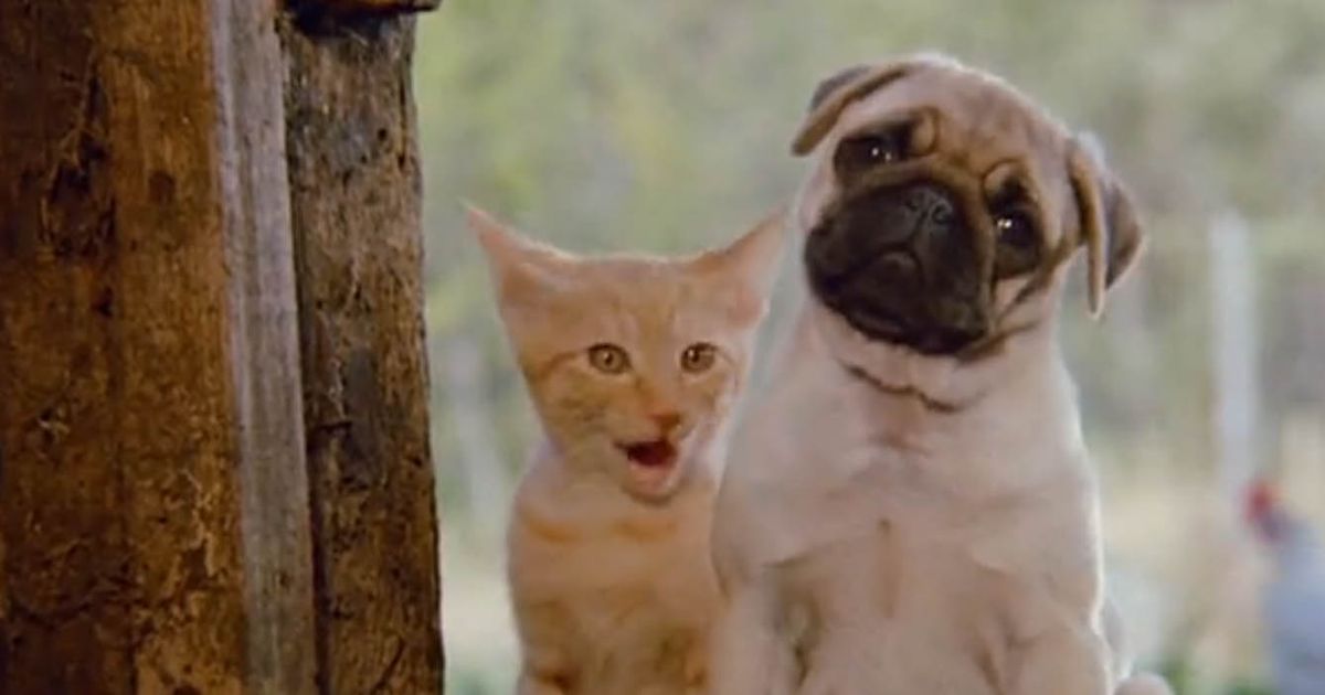 Эдди мерфи дулиттл. Удивительное путешествие доктора дулиттла 2020. Приключение про животных. Удивительное путешествие доктора дулиттла. Удивительное путешествие доктора дулиттла 2020.