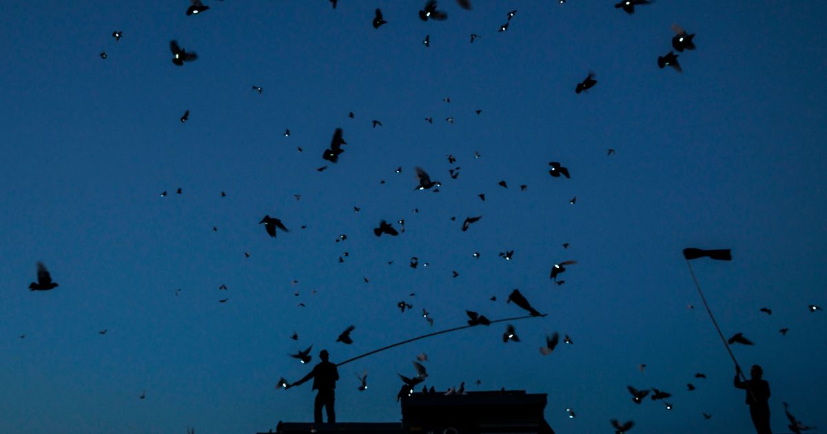 These Pigeons Are Lighting Up the Brooklyn Night Sky