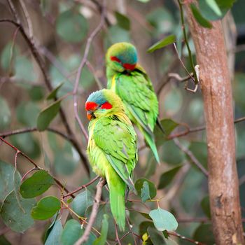 Swift Parrots.