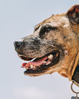 Meet 2 Dogs That Survived Michael Vick's Dogfighting Ring