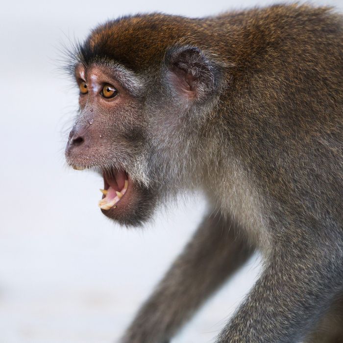 Monkeys’ Mouths Are Built for Speech -- Science of Us