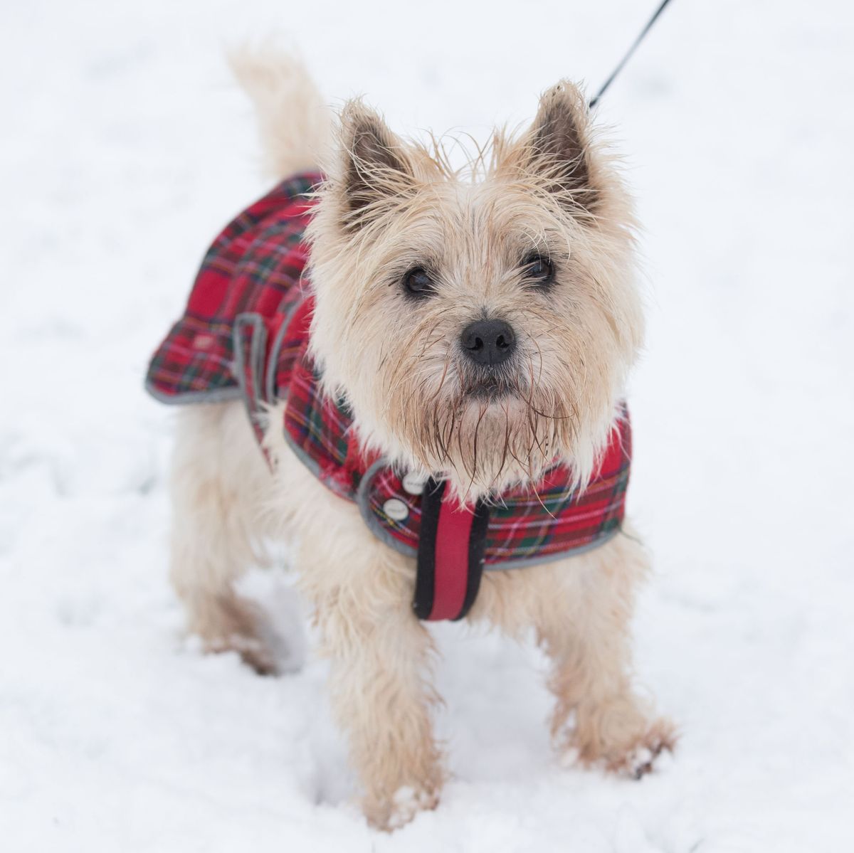 snow clothes for dogs