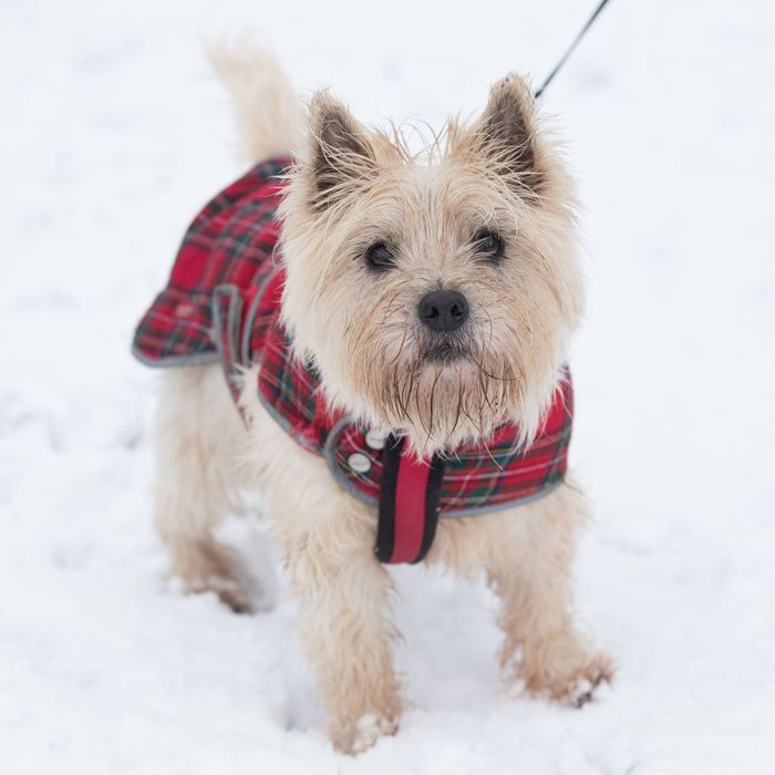 cold weather gear dogs