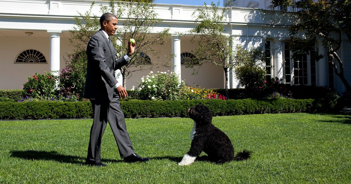 Adorable Pet Won’t Be Forced to Live With the Trumps