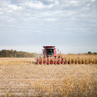 Iowa Farmers Harvest Crops As Colder Weather Brings Season's End Near