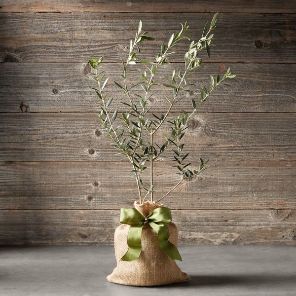 Live Mini Olive Tree