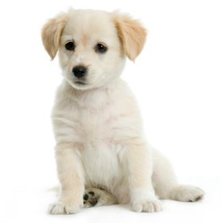 Puppy Labrador retriver cream in front of white background and facing the camera
