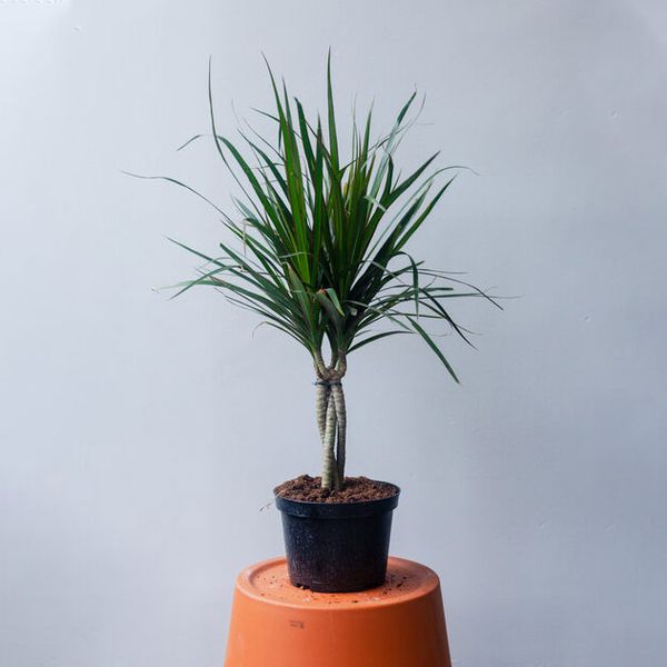 Natty Garden Dracaena Braided Plant