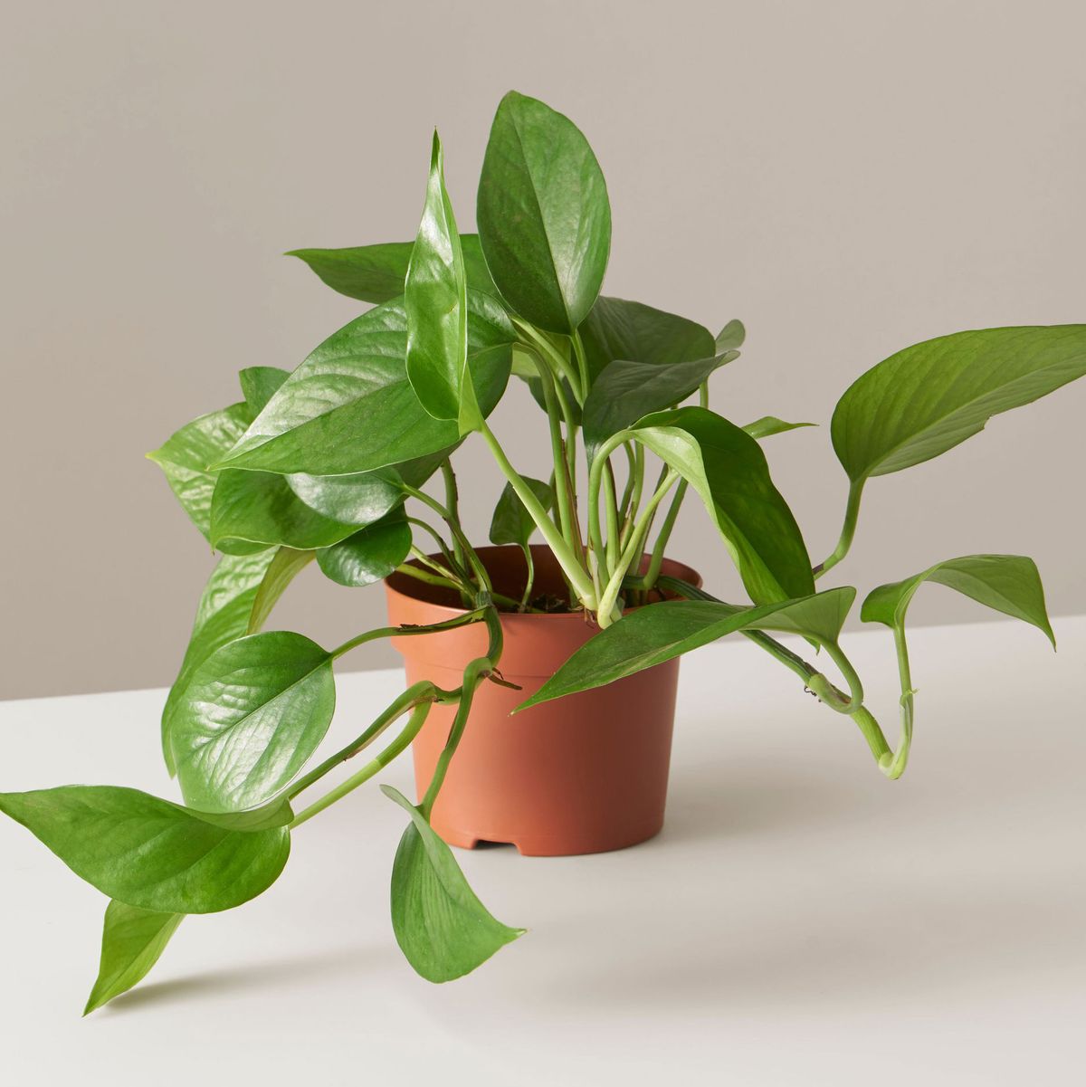The  Best Plants To Give As Gifts  The Strategist - What Plants To Give As Gifts