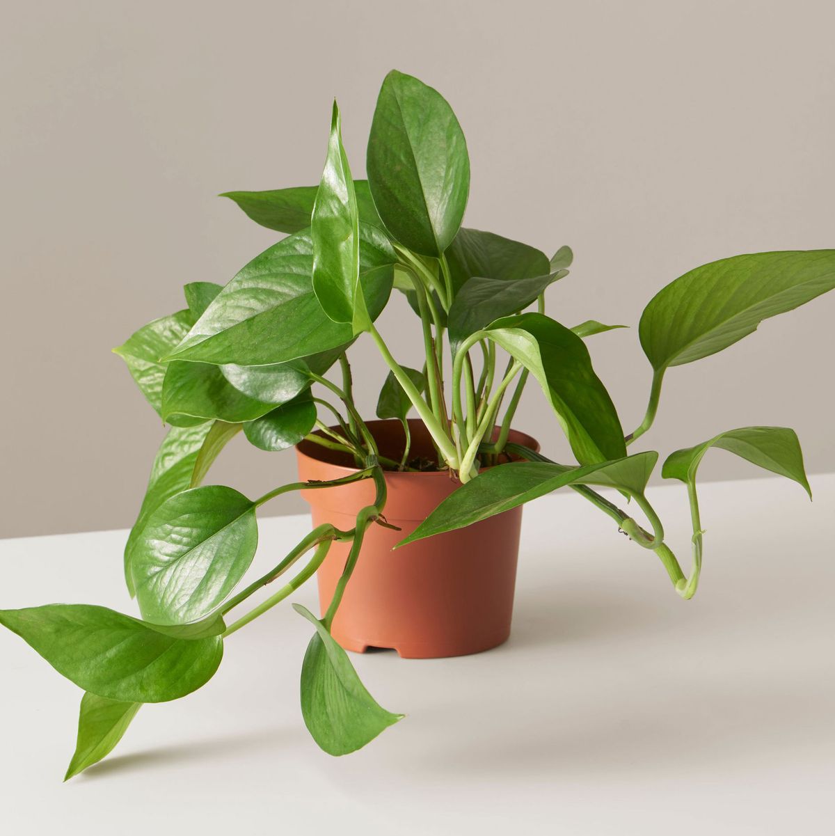 gifts for your plant loving friend