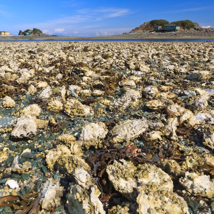 Oysters are suffering due to acidification.