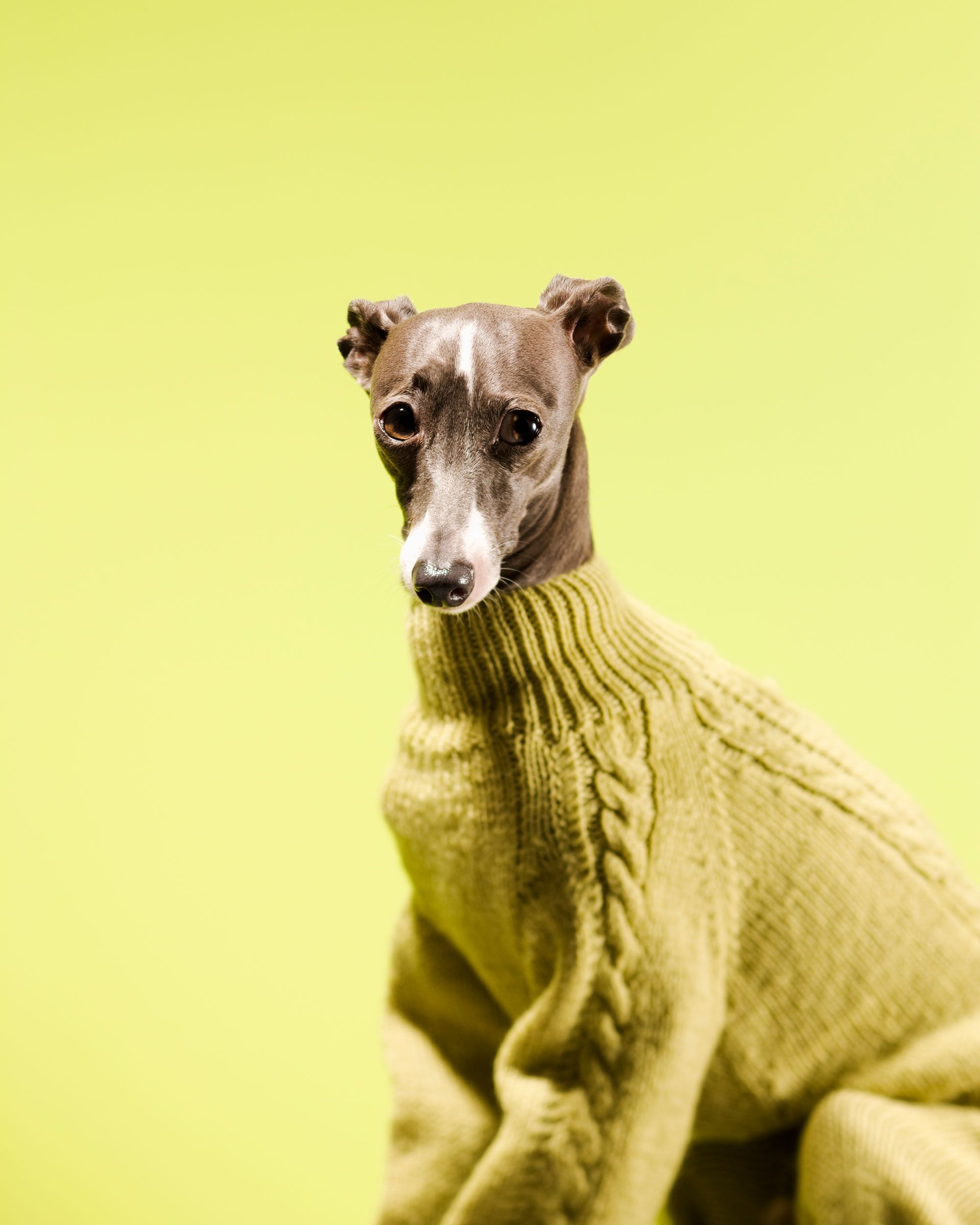 Six Times Greyhounds Wore Sweaters Better Than You