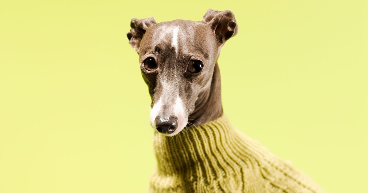 Who Are These Dogs Wearing Turtlenecks?