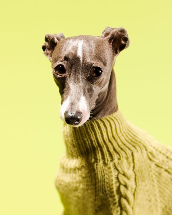 Greyhound store turtleneck sweater