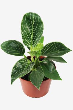 California Tropicals Birkin Variegated Philodendron With 6-Inch Pot