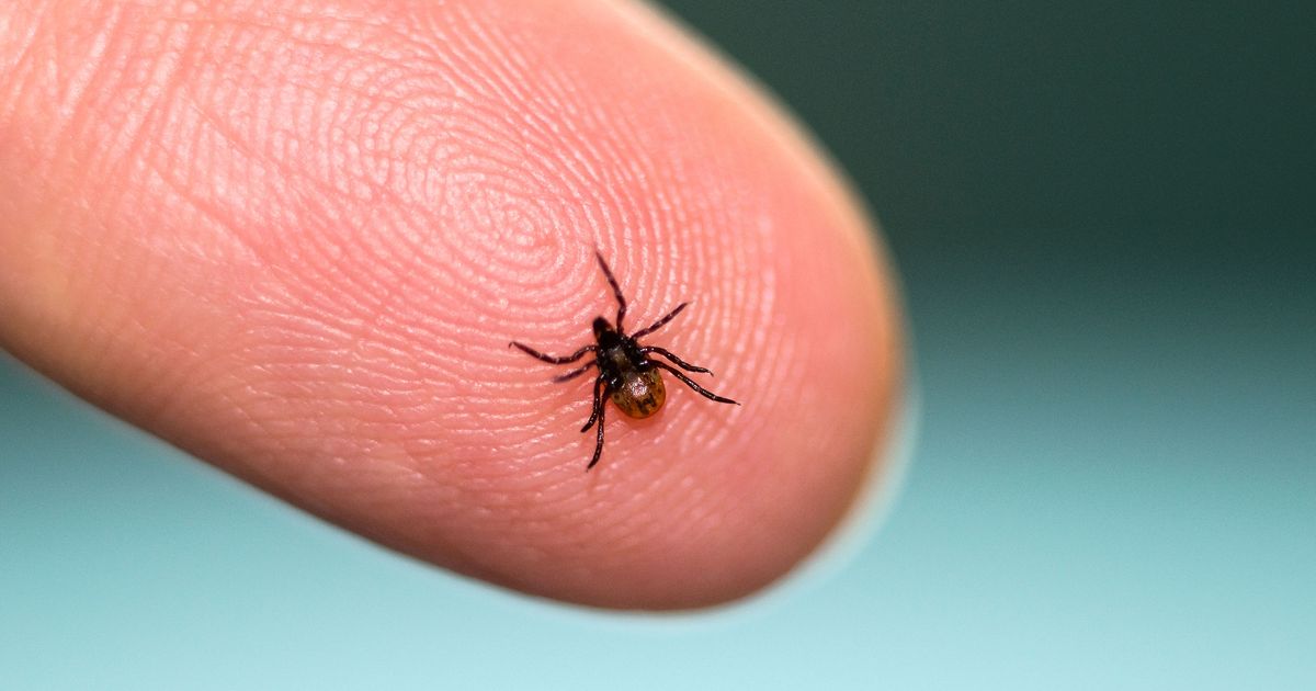 There’s a Tick That Can Make You Allergic to Red Meat