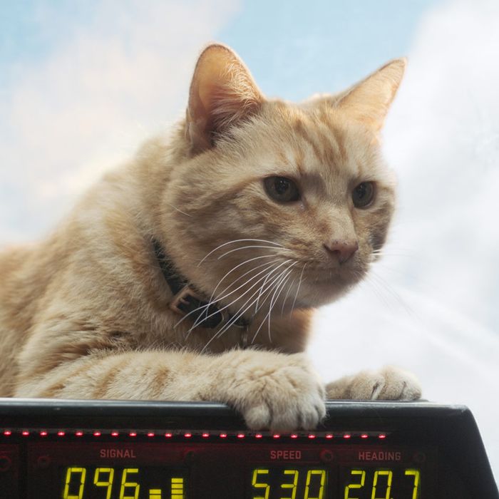 What Is A Flerken The Captain Marvel Cat Explained