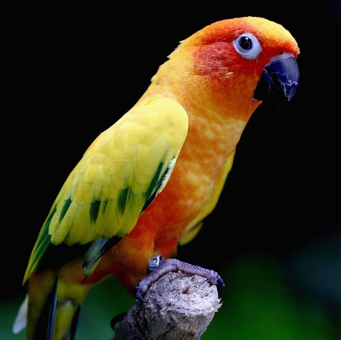 parrot bird