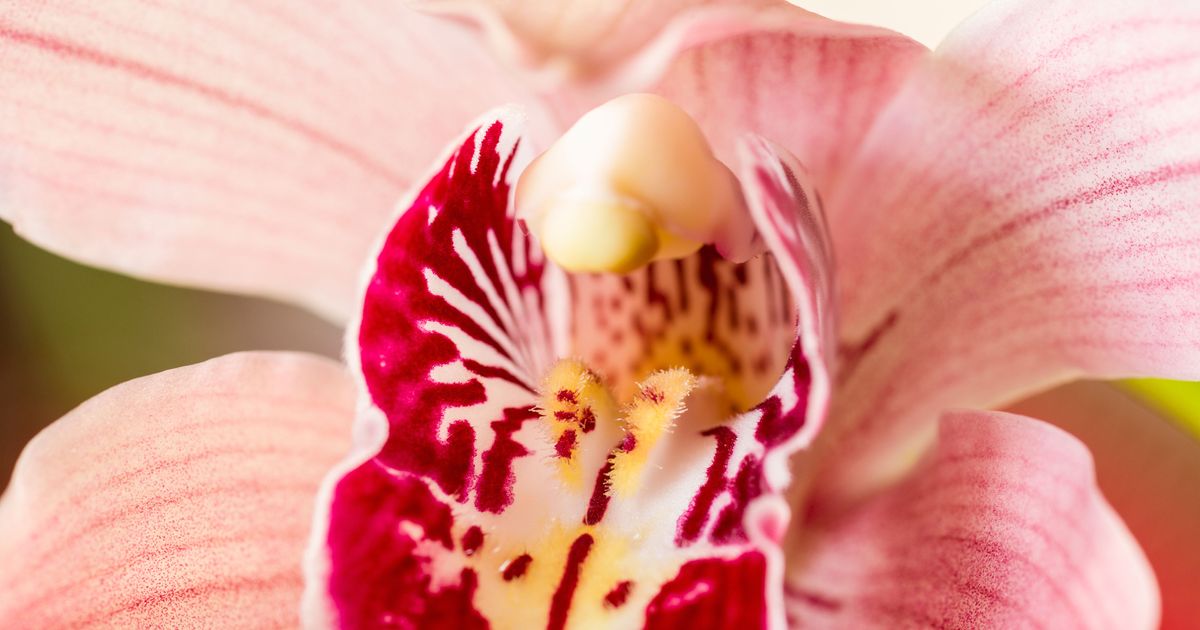 Study Your Vagina Is Fine How It Is