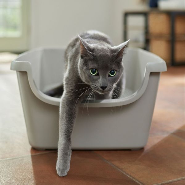 Frisco High Sided Cat Litter Box, Extra Large 24-inch