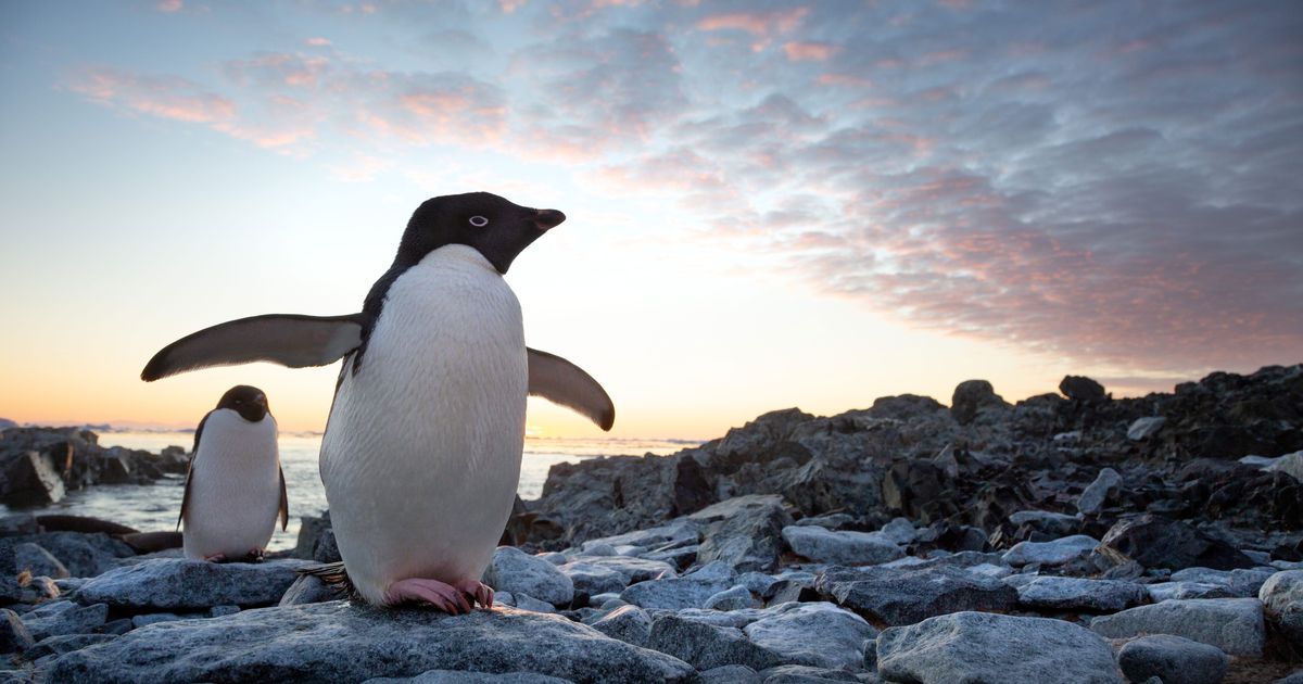 The 13 Best Nature Documentaries on Disney+ Right Now