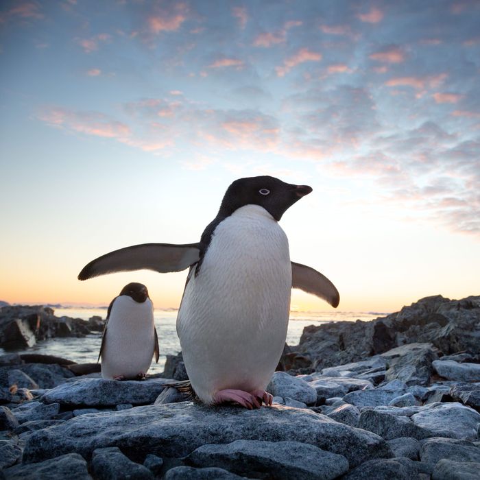 The 13 Best Nature Documentaries on Disney+ Right Now