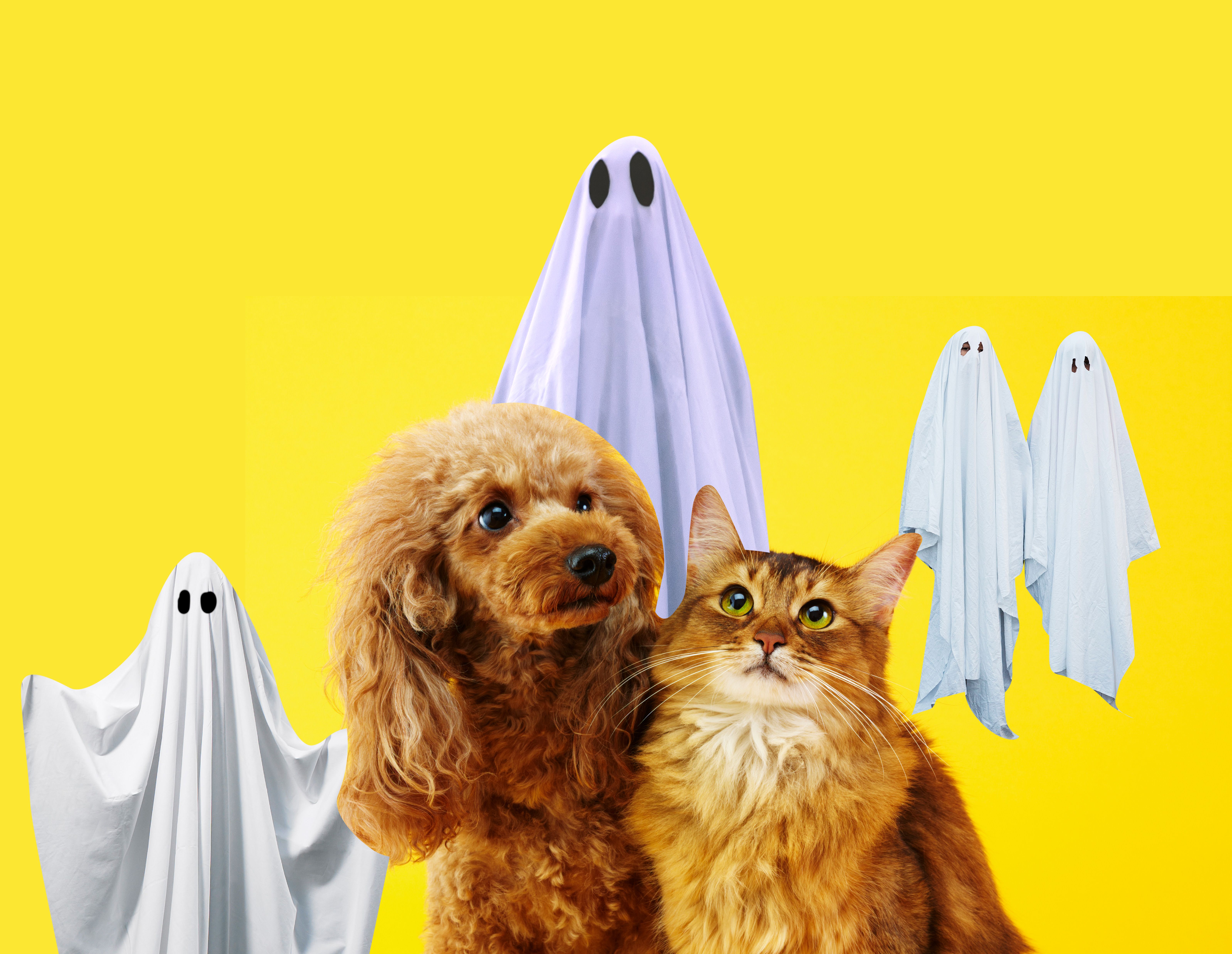 Why people think they see ghosts - Vox