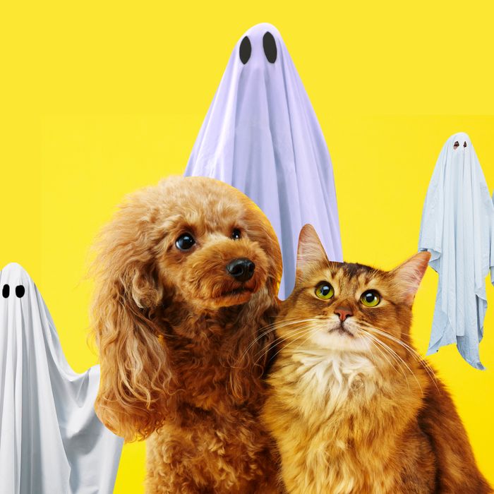 Can Pets See Ghosts?