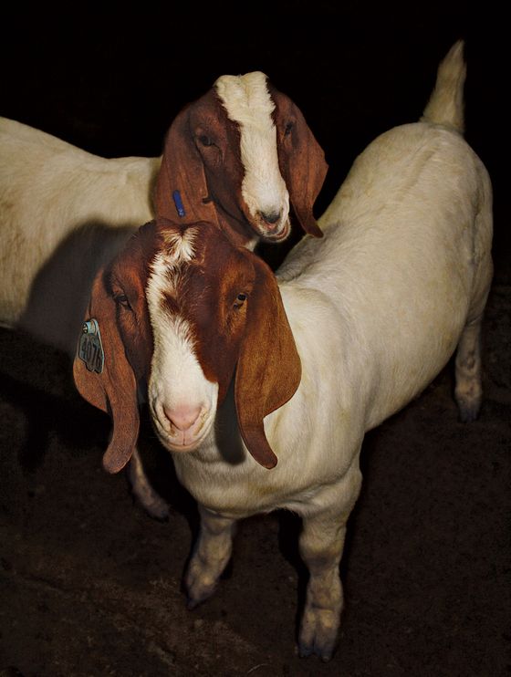 Boer goats at Madani Halal
