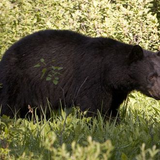BANFF SPRINGS, ALBERTA, CANADA - 2009: A female black bear forages in the forest along the Bow River Parkway for food as seen in this 2009 Banff Springs, Canada, summer morning landscape photo. (Photo by George Rose/Getty Images)
