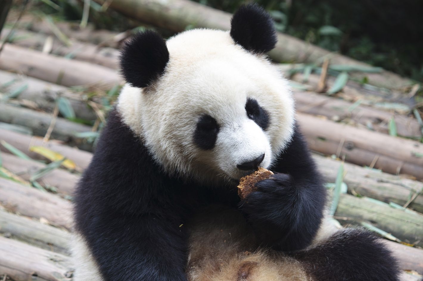 Pregnancy-Faking Panda Is a Role Model to Us All