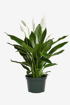 American Plant Exchange Peace Lily