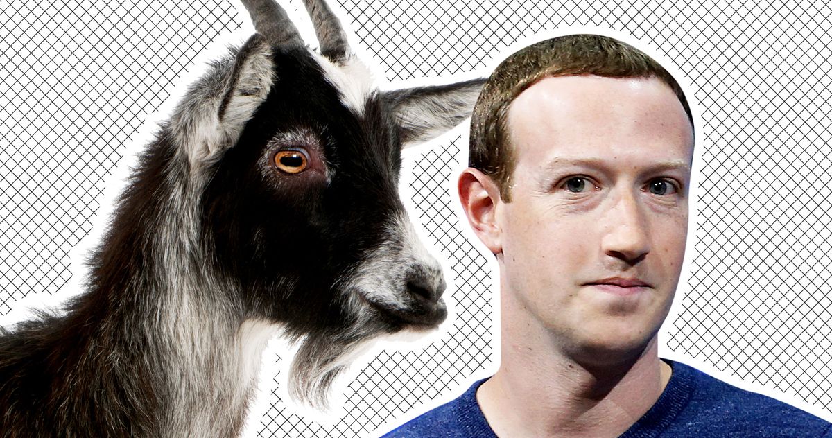 Of Course Mark Zuckerberg Has a Goat Named ‘Bitcoin’