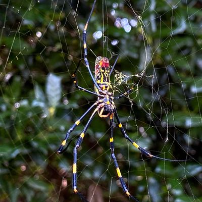 Joro spiders are invading the U.S. at an alarming rate •