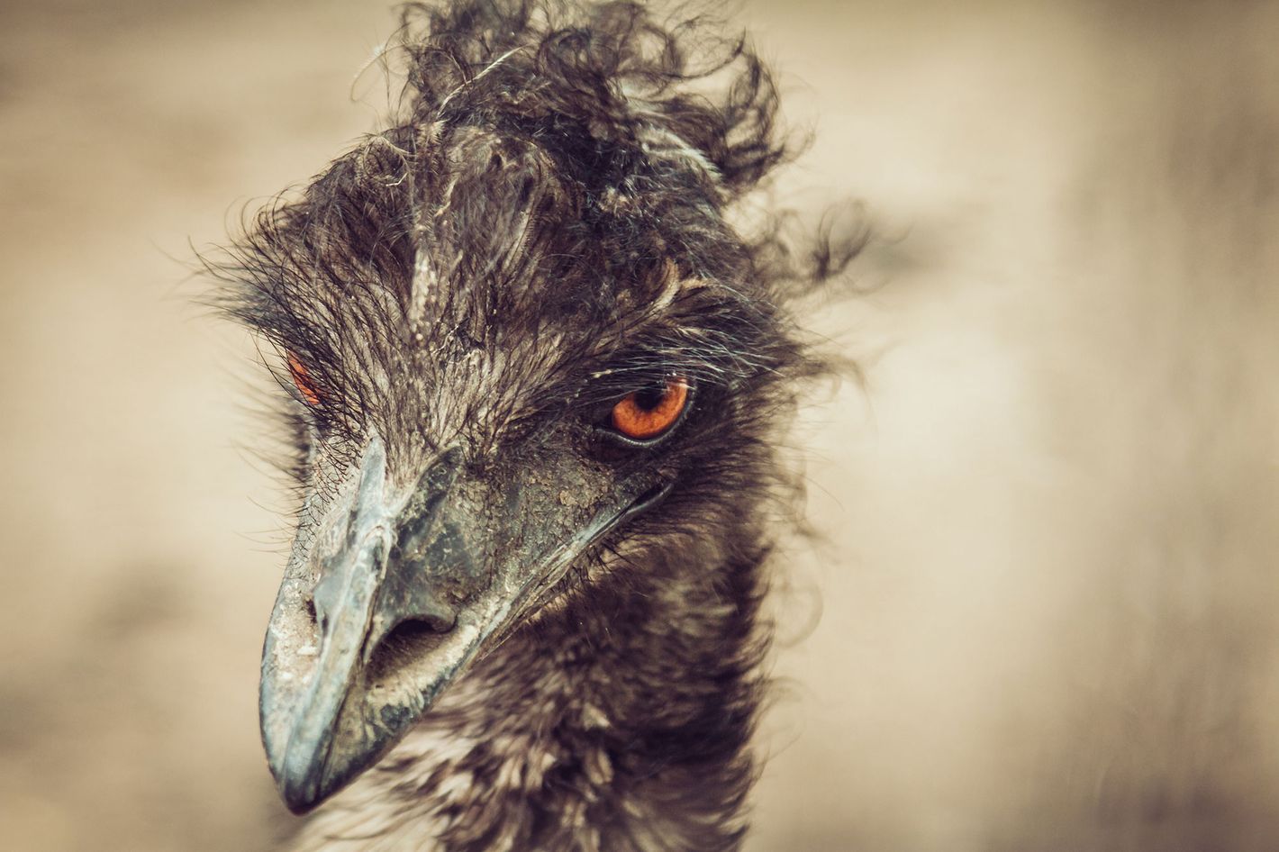 🐦 Find me if you can Ostrich is already bored and waiting, when