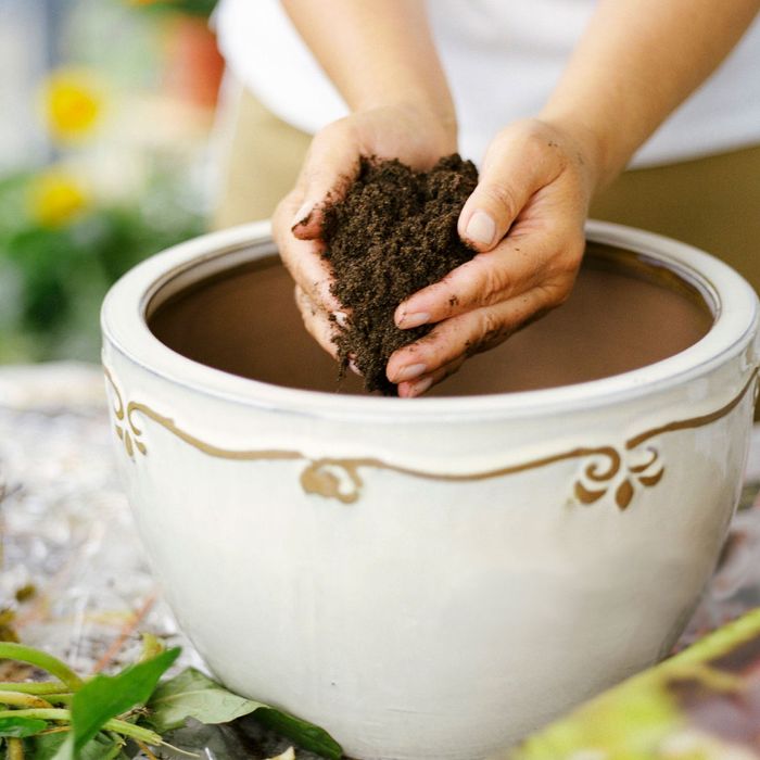 Best Potting Soil For Indoor Plants 2021 The Strategist New York Magazine