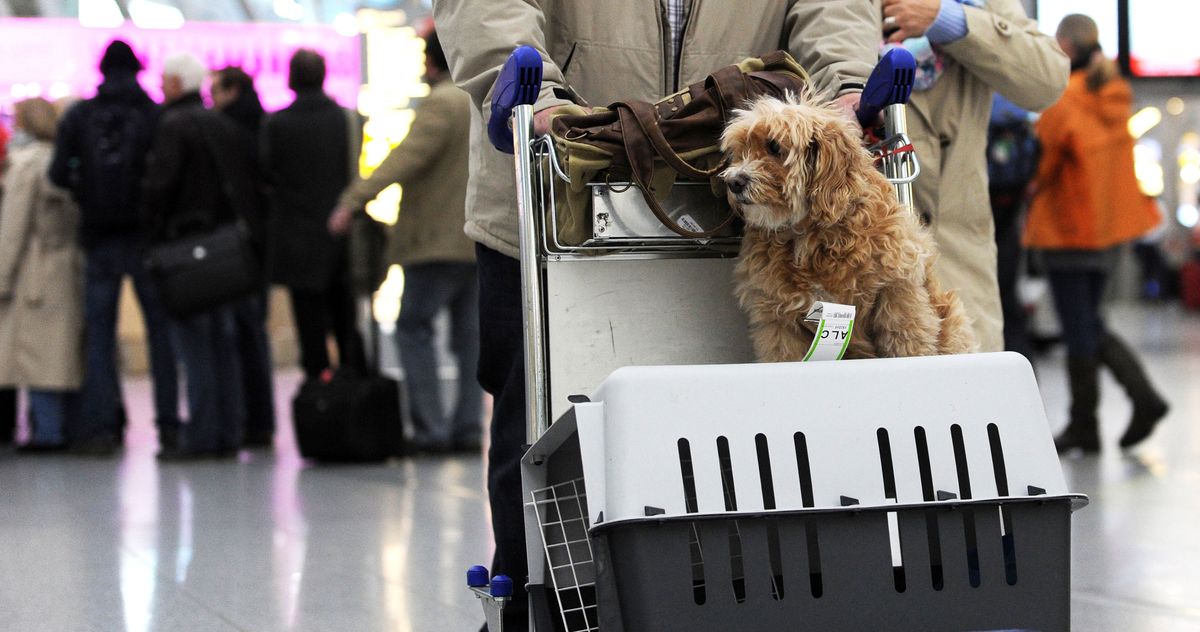 do dogs ears pop in an airplane