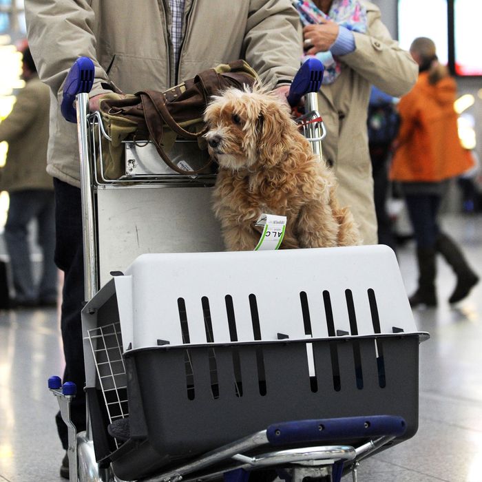 how do you travel with a dog on a plane