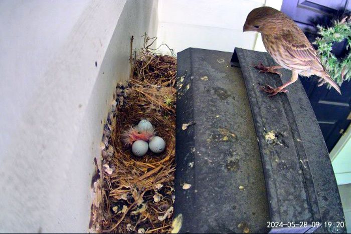 How the Family of Birds in My Yard Became Internet Stars