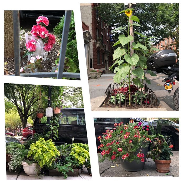 A collage of gardens planted in tree beds in city sidewalks