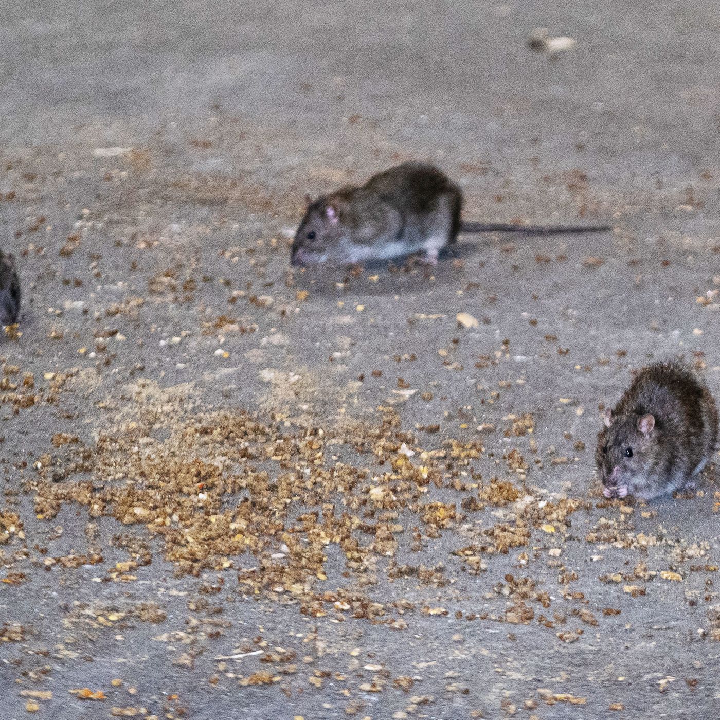 NYC rat czar: What it will actually take to get rid of the rodents.