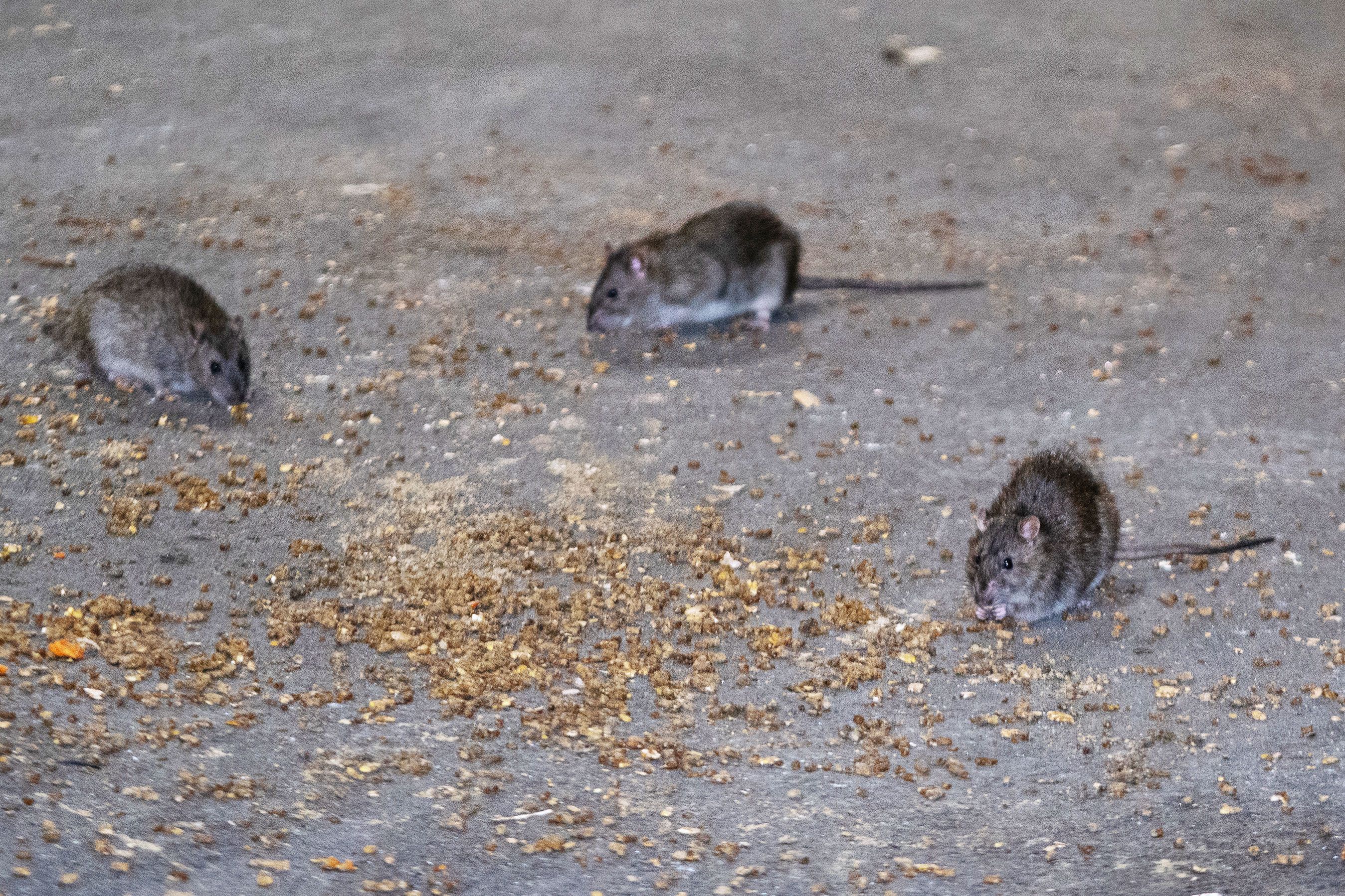 NYC Names New Designated Rat-Mitigation Zones