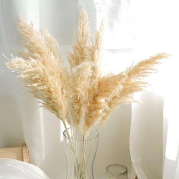 Dried Pampas Grass