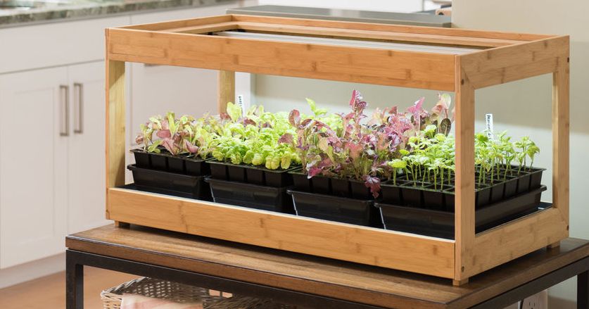 How to Grow an Indoor Herb Garden 2019 | The Strategist | New York Magazine