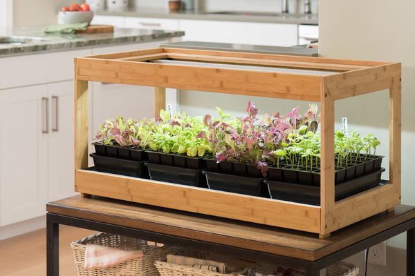How To Grow An Indoor Herb Garden 2019, Best Indoor Led Grow Lights For Herbs