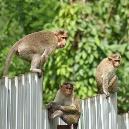 A closeup picture of many rhesus Macaque Monkeys
